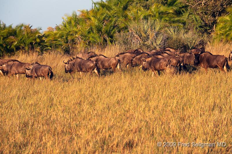 20090615_075423 D3 X1.jpg - Wildebeast in Okavanga Delta, Botswana